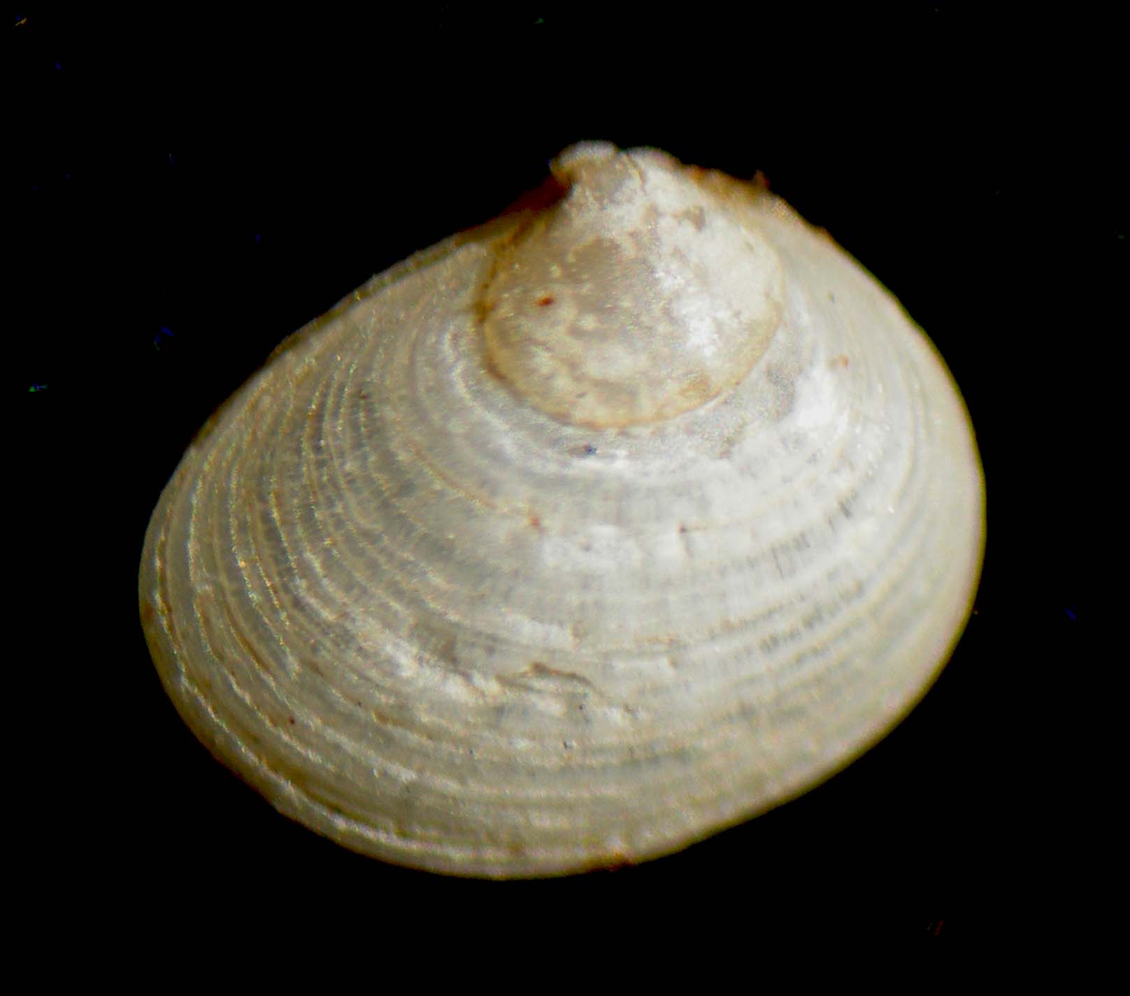 Planktomya nilae